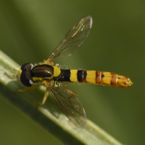 Réf. 312 342 : Sphaerophoria scripta